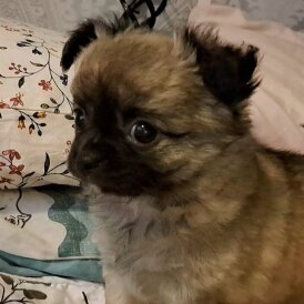 Chihuahua - Both