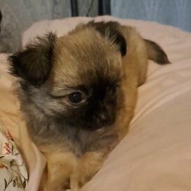 Chihuahua - Both