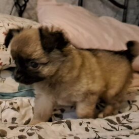Chihuahua - Both