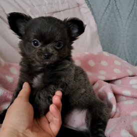 Chihuahua - Both