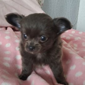 Chihuahua - Both