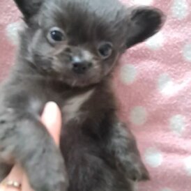 Chihuahua - Both