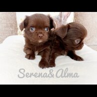 Chihuahua - Both