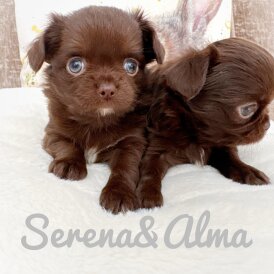 Chihuahua - Both