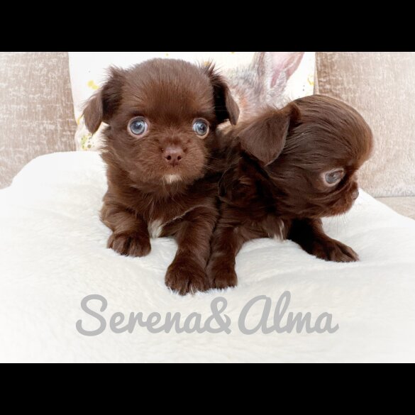 Chihuahua - Both
