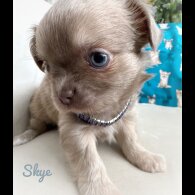 Chihuahua - Both