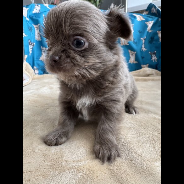 Chihuahua - Both