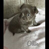 Chihuahua - Both