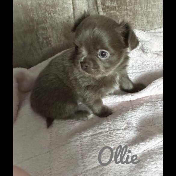 Chihuahua - Both