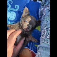 Chihuahua - Both