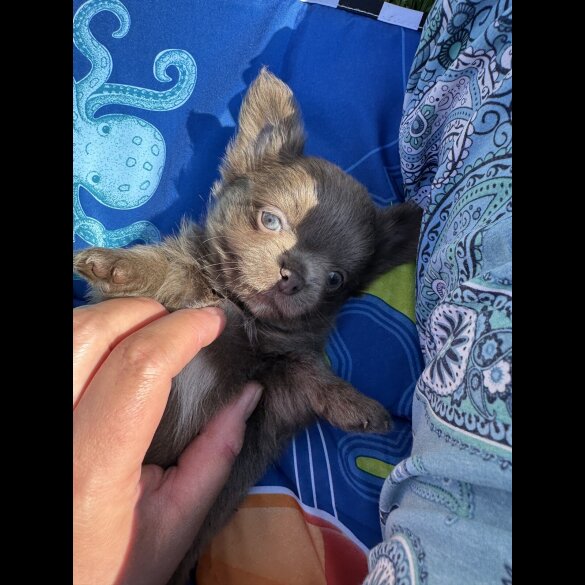 Chihuahua - Both