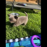 Chihuahua - Both