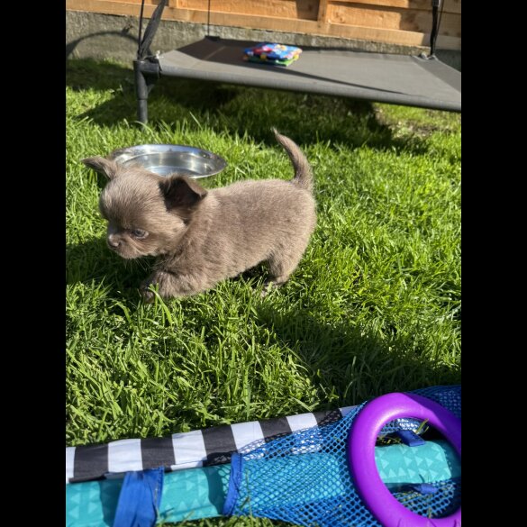 Chihuahua - Both