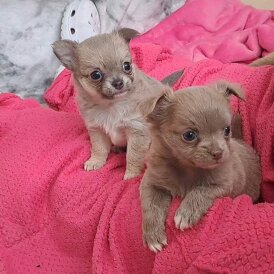 Chihuahua - Both