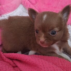Chihuahua - Both