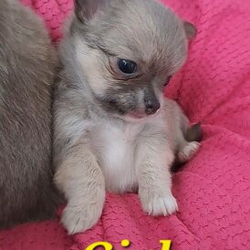 Chihuahua - Both