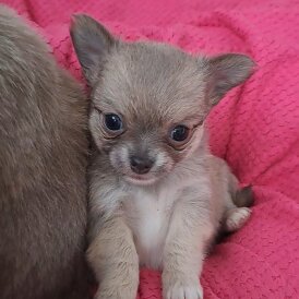 Chihuahua - Both