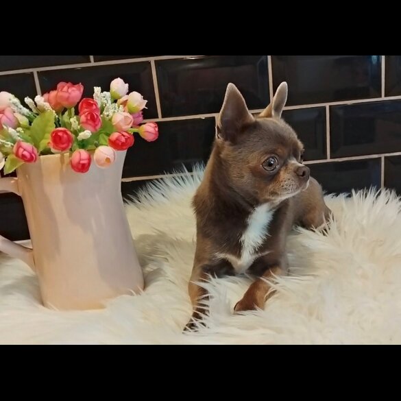 Chihuahua