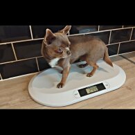 Chihuahua