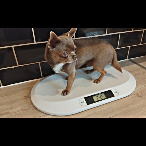 Chihuahua