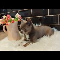 Chihuahua