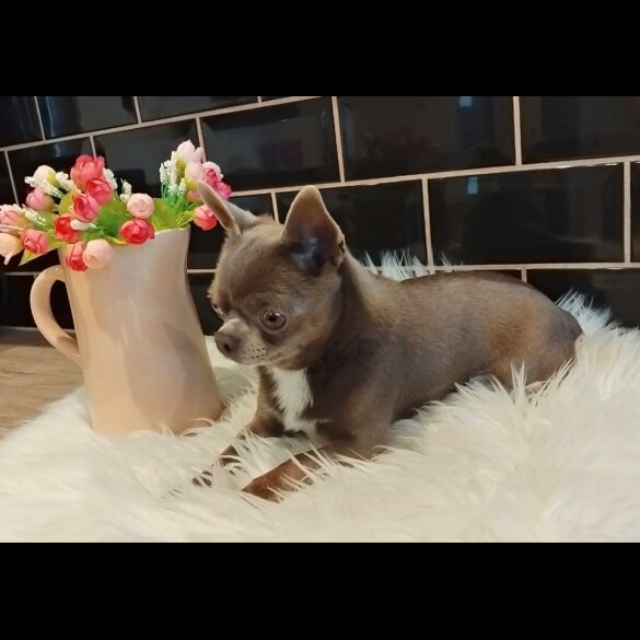 Chihuahua