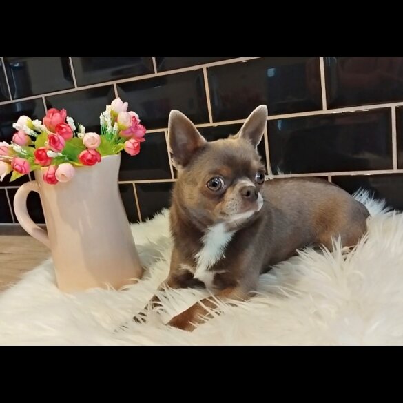 Chihuahua