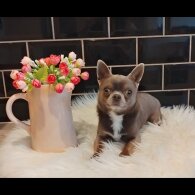 Chihuahua