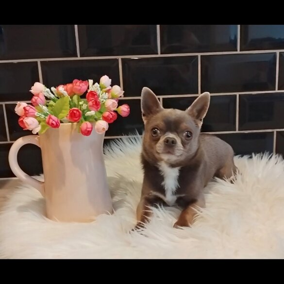 Chihuahua