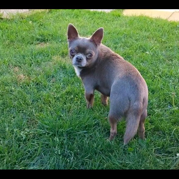 Chihuahua