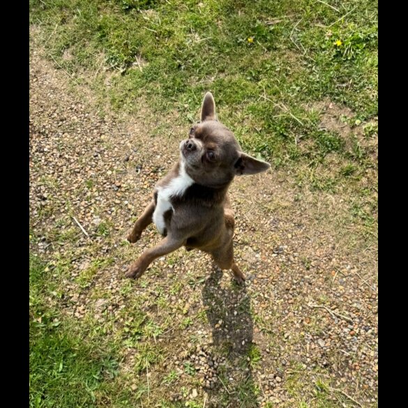 Chihuahua