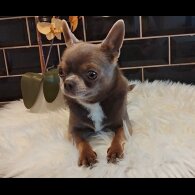 Chihuahua