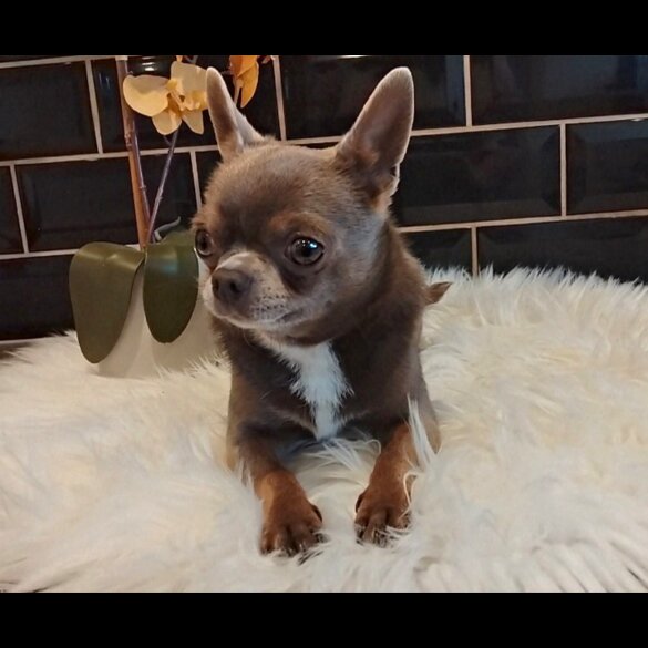 Chihuahua