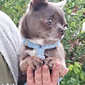 Chihuahua