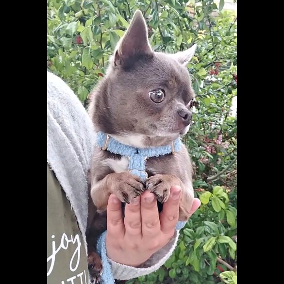 Chihuahua