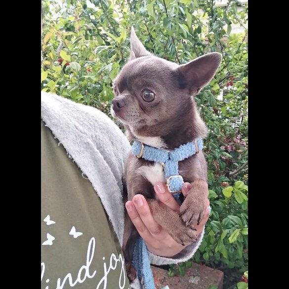 Chihuahua