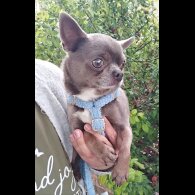 Chihuahua