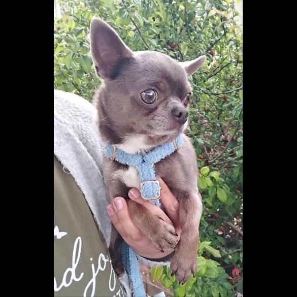 Chihuahua