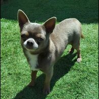 Chihuahua
