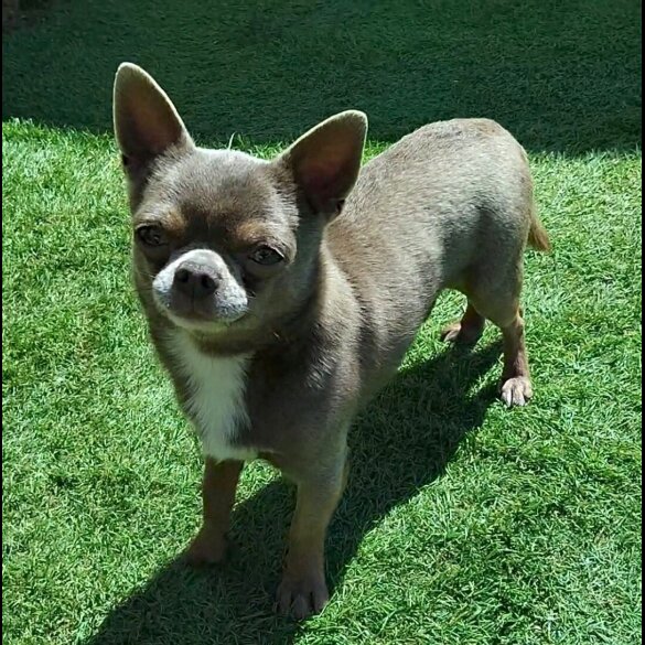 Chihuahua