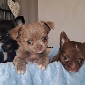 Chihuahua - Both