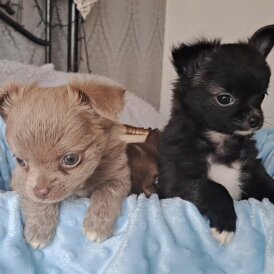 Chihuahua - Both