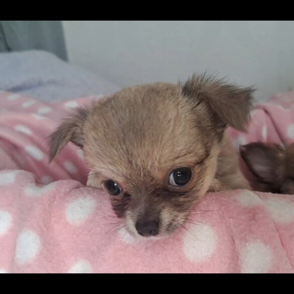 Chihuahua - Both