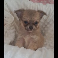 Chihuahua - Both