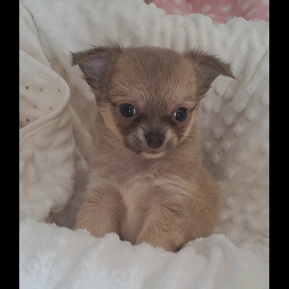Chihuahua - Both