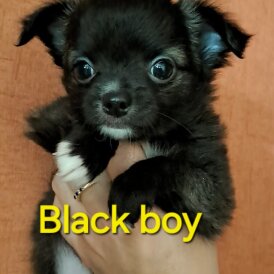 Chihuahua - Both