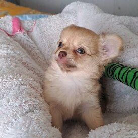 Chihuahua - Both