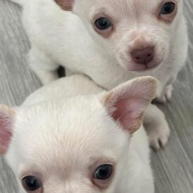 Chihuahua - Dogs