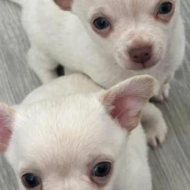 Chihuahua - Dogs