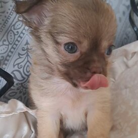 Chihuahua - Both